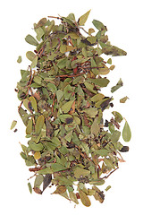 Image showing Uva Ursi Herb