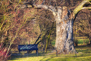 Image showing Sunny path in park