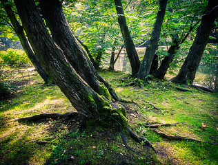 Image showing  Japanese garden