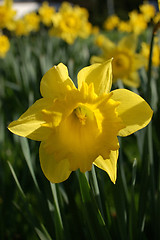 Image showing Narcissus