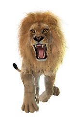 Image showing Lion