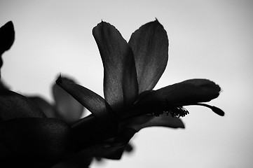 Image showing Sepia. Flowers