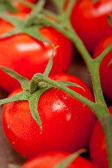 Image showing fresh cherry tomatoes on a cluster