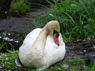 Image showing Sleeping swan