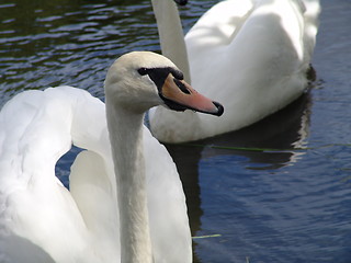 Image showing Swan