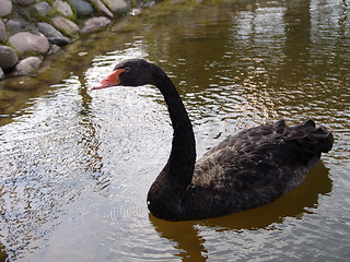 Image showing Black swan