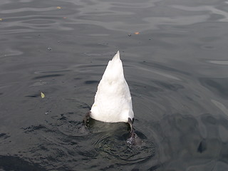 Image showing Swan tail