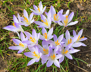 Image showing Tender light lilac crocus spring flowers