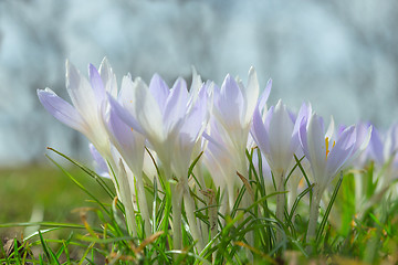 Image showing Spring wallpaper or background with gentle pastel blue crocus fl