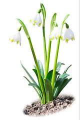 Image showing Beautiful leucojum snowdrops spring flowers on soil ground isola