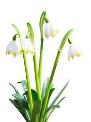 Image showing Isolated Leucojum snowdrops first white spring flowers