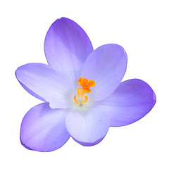 Image showing Isolated single blue crocus spring flower