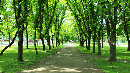 Image showing Beautiful park with many green trees