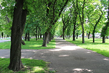 Image showing Beautiful park with many green trees