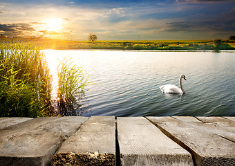 Image showing Swan near bridge