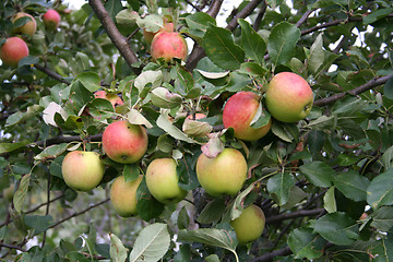 Image showing apples