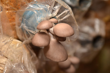 Image showing Mushroom