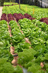 Image showing Hydroponic lettuce in greenhouse