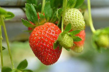 Image showing Strawberry