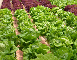 Image showing Hydroponic lettuce in greenhouse
