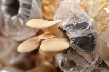 Image showing Mushroom