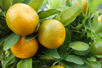 Image showing Citrus orange grow on tree