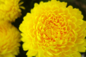 Image showing Yellow chrysanthemum