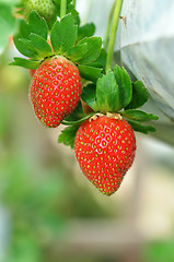 Image showing Strawberry