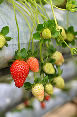 Image showing Strawberry