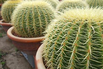 Image showing Round green cactus 