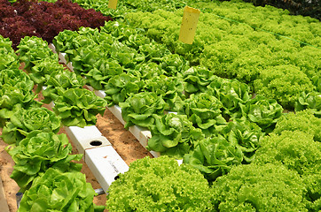 Image showing Hydroponic lettuce in greenhouse