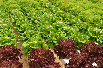 Image showing Hydroponic lettuce in greenhouse.