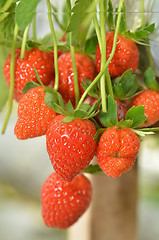 Image showing Strawberry