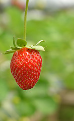 Image showing Strawberry