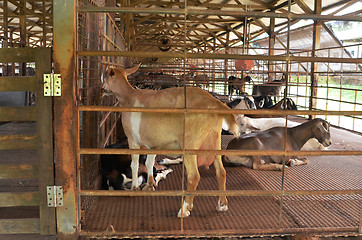 Image showing Goat farm