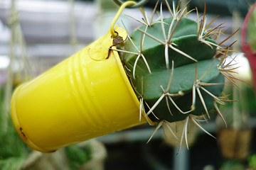 Image showing Small castus in a pot