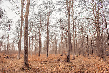 Image showing Forest on a bright day