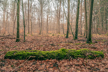 Image showing Moss in the forest