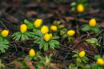 Image showing Eranthis in the springtime