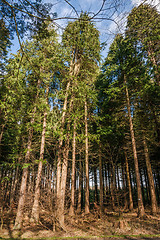 Image showing Tall pine trees in a forest