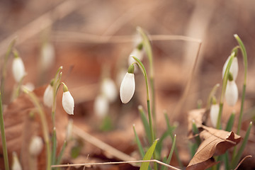 Image showing Snowdrop flowers in the springtime