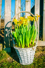 Image showing Basket with daffodils in the garden