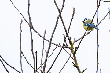 Image showing Parus Major on a twig