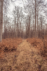 Image showing idyllic forest in autumn