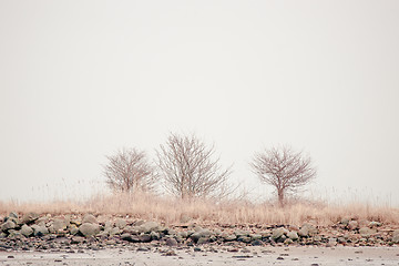 Image showing Trees in calm scenery