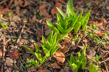 Image showing Sprouts coming up the soil