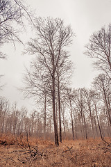 Image showing Tree in a forest