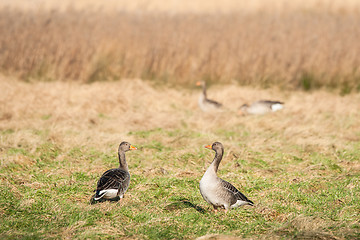 Image showing Geese on a field