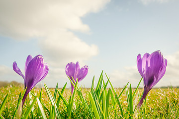 Image showing Crocus flowers on a row