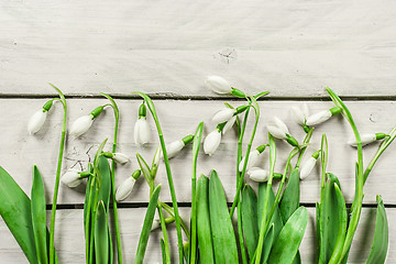 Image showing Snowdrop flowers on bright wood